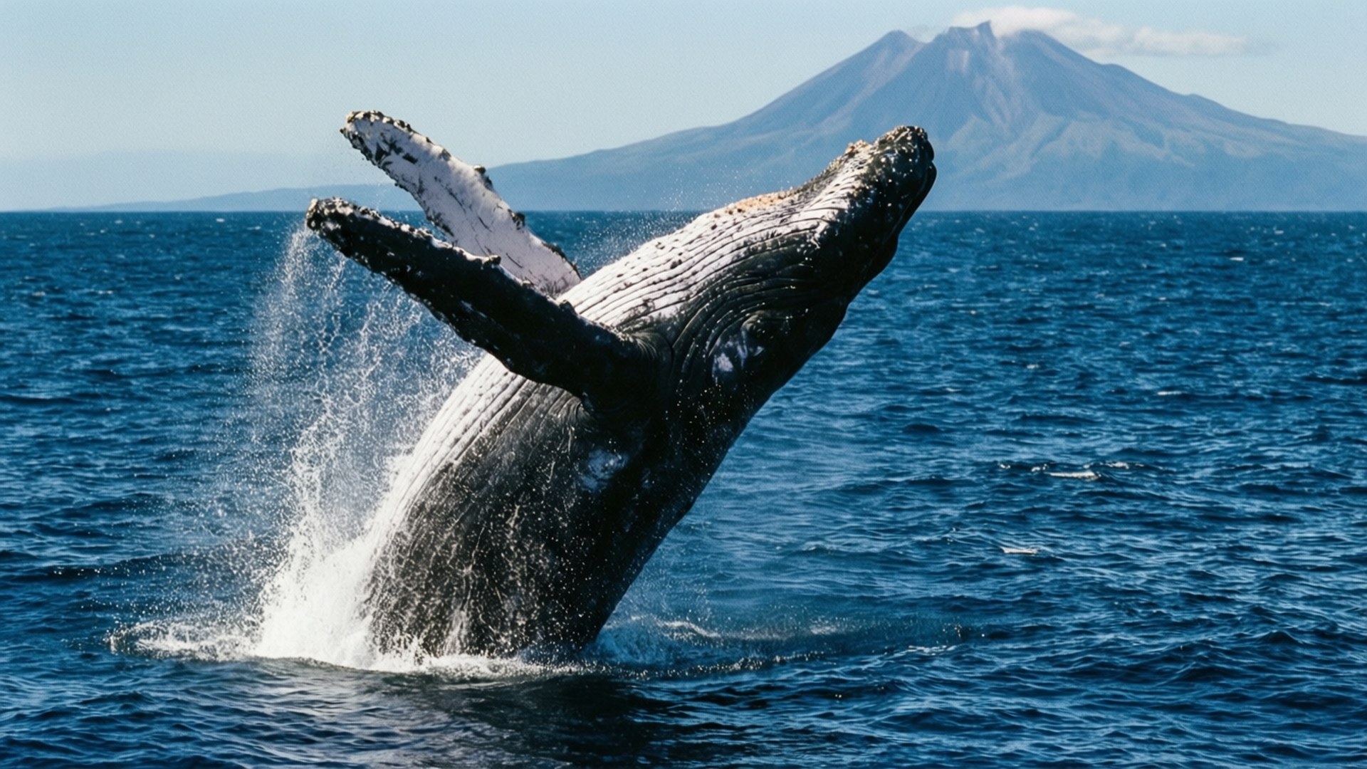 Pacific Whale Breach by Wallpapers.art Studio