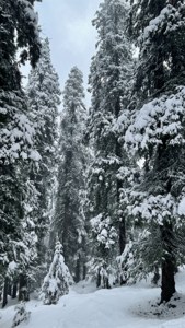 Pahalgam Winter Forest