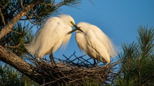 Pair of Egrets
