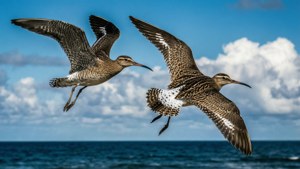 Pair of Whimbrels