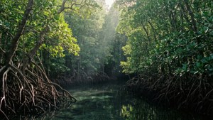Palau Mangroves