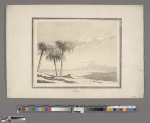 Palm