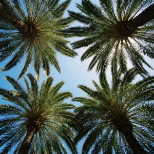 Palm Canopy Blue Sky