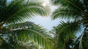 Palm Leaves Sky