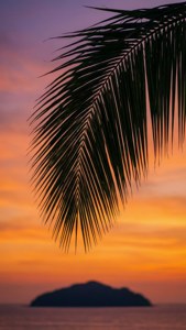 Palm Silhouette