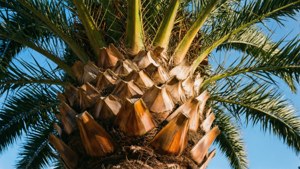 Palm Springs Palm Texture