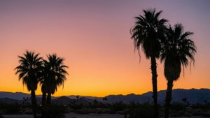 Palm Springs Sunset Silhouette