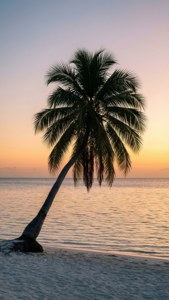 Palm Sunset Silhouette