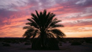 Palm Sunset Silhouette
