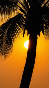Palm Tree Frame Sunset