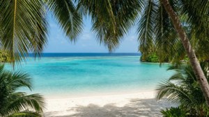 Palm Tree Lagoon