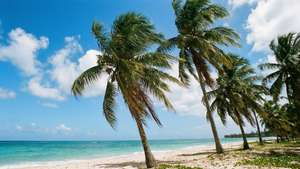 Palm Tree Paradise