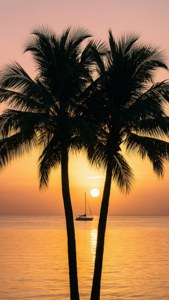 Palm Tree Silhouette