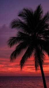 Palm Tree Sunset