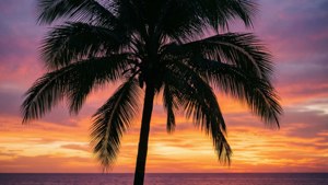 Palm Tree Sunset