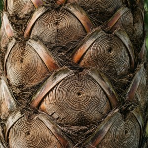 Palm Trunk Texture