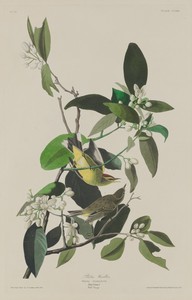 Palm Warbler