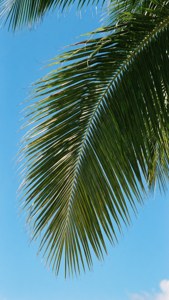 Palmetto Sky