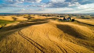 Palouse Wheat Fields