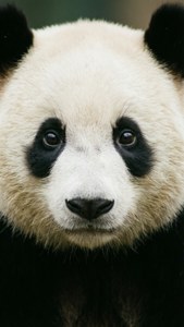 Panda Close-Up Portrait