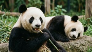 Pandas at Adelaide Zoo
