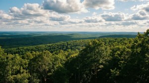 Panoramic Verdant Canopy of Vernon Forest