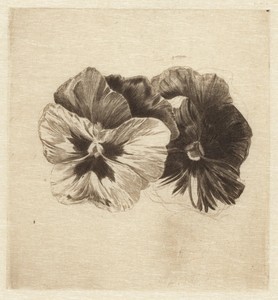 Pansies