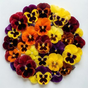 Pansy Mandala Pattern