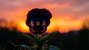 Pansy Sunset Silhouette