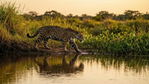 Pantanal Jaguar