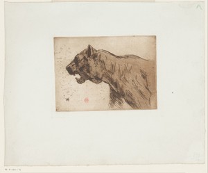 Panter