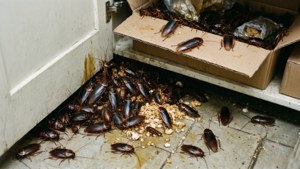 Pantry Roaches