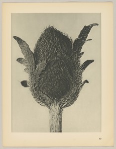 Papaver orientale