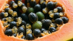 Papaya Seeds Close-Up