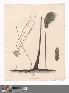 Papyrus