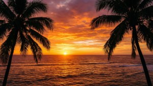 Paradise Sunset