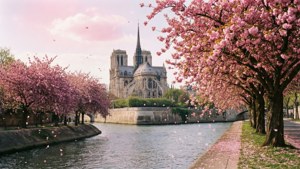 Paris Cherry Blossoms
