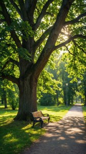 Park beneath the Oak