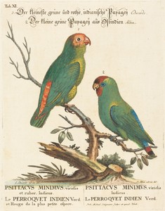Parrot (Le Perroquet Indien. Psittacus Minimus)