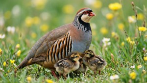 Partridge Family
