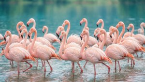 Pastel Flamingos Lake