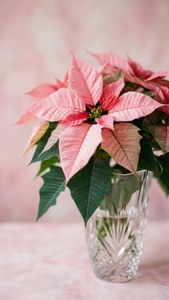 Pastel Pink Poinsettia