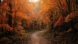 Path Through Autumn Woods