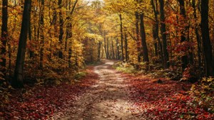 Path Through Golden Woods