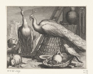 Pauwen