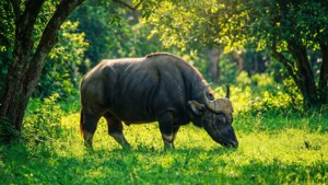 Peaceful Grazing Gaur