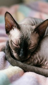 Peaceful Slumber
