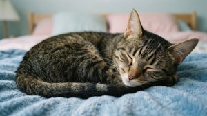 Peaceful Slumber Mimi