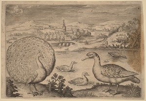 Peacock and Goose