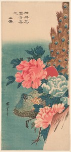 Peacock and peonies